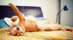 Miért kutya piszkos az ágyon?